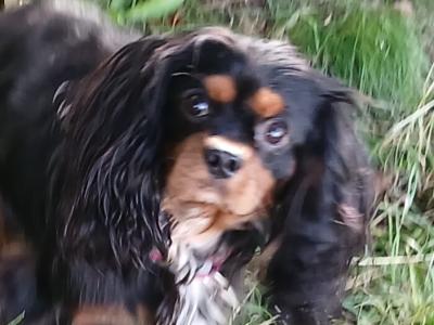 Toby is a male Cavalier King Charlesl