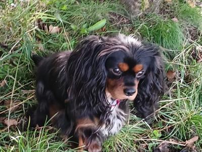 Toby is a male Cavalier King Charlesl