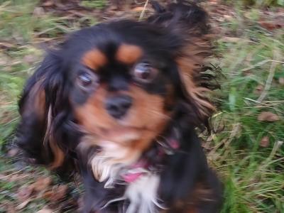 Toby is a male Cavalier King Charlesl