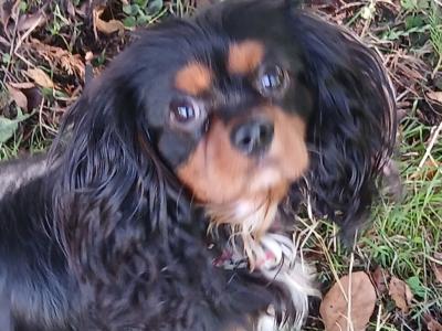 Toby is a male Cavalier King Charlesl