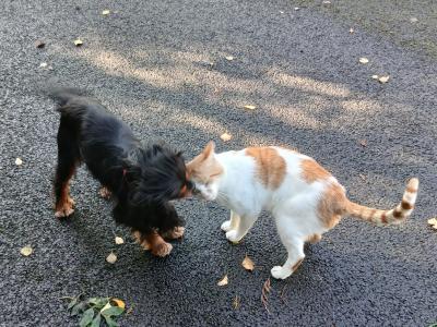 Toby is a male Cavalier King Charlesl