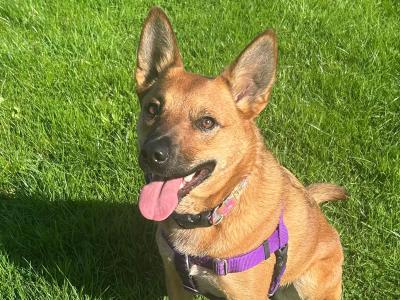 Female Australian Cattle Dog in Dublin