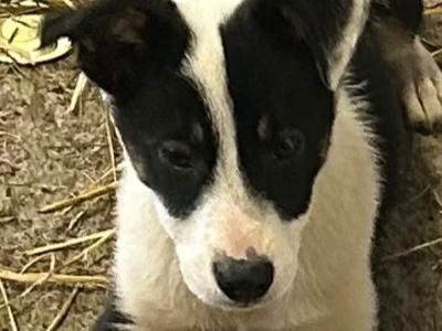 Sheepdog puppies for sale in Mayo