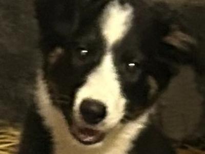 Sheepdog puppies for sale in Mayo
