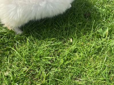 Tiny Male Pomeranian puppy in Galway