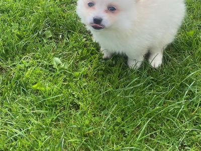 Tiny Male Pomeranian puppy in Galway