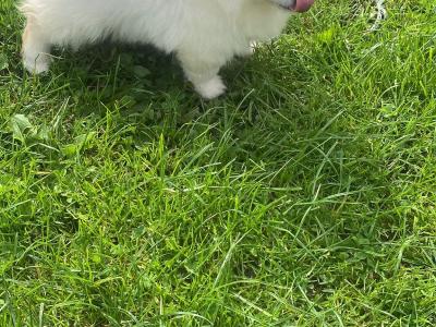 Tiny Male Pomeranian puppy in Galway