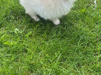 Tiny Male Pomeranian puppy in Galway