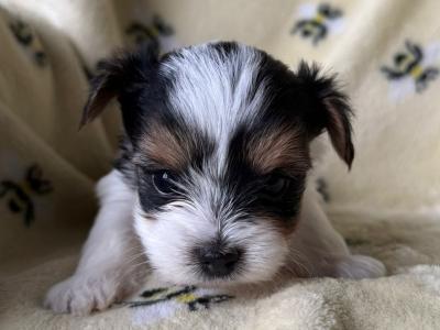 Biewer Terrier puppies for sale in Meath