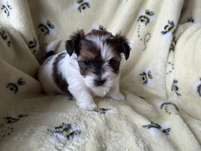 Biewer Terrier puppies for sale in Meath