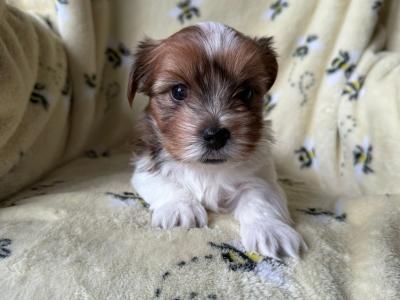 Biewer Terrier puppies for sale in Meath