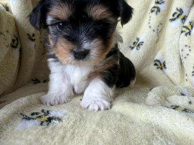 Biewer Terrier puppies for sale in Meath