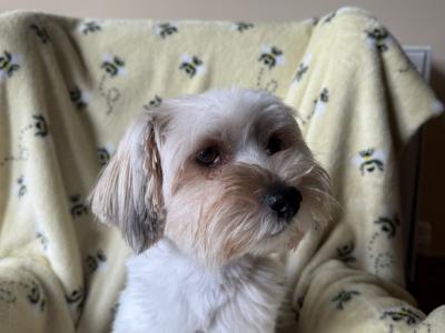 Biewer Terrier puppies for sale in Meath