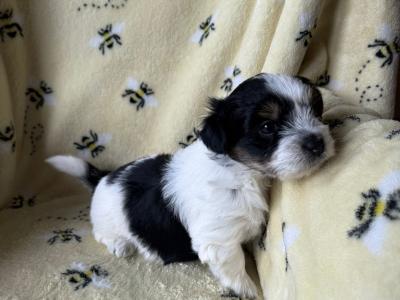 Biewer Terrier puppies for sale in Meath