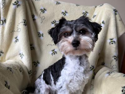 Biewer Terrier puppies for sale in Meath