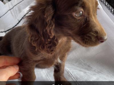 5 Dachshund x Springer Spaniel puppies looking for their new 🏡 in Westmeath