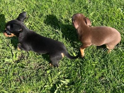 ✅ Female & Male  Miniature Chihuahua puppies available in Galway, both males ✅
