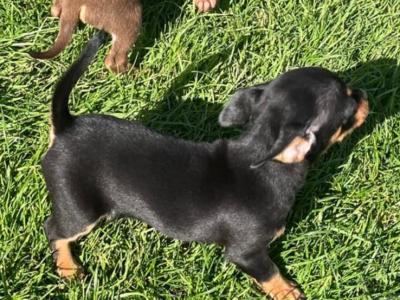 ✅ Female & Male  Miniature Chihuahua puppies available in Galway, both males ✅