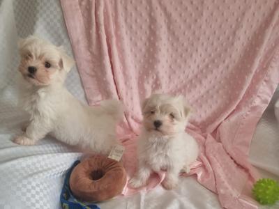 Purebred Maltese puppies in Meath
