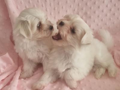 Purebred Maltese puppies in Meath