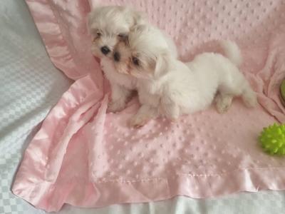 Purebred Maltese puppies in Meath