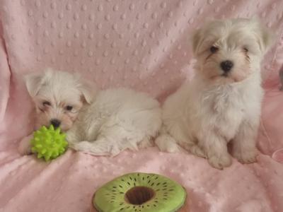 Purebred Maltese puppies in Meath