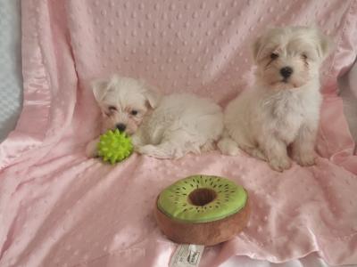 Purebred Maltese puppies in Meath