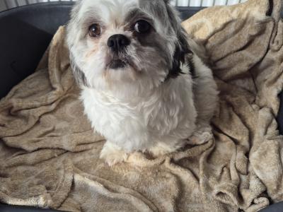 Poppy is a female Shih Tzu 3 years old in Monaghan