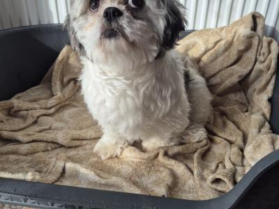 Poppy is a female Shih Tzu 3 years old in Monaghan