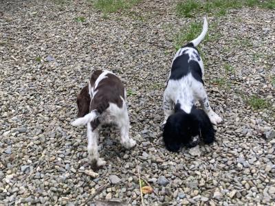 Springer Spaniel puppies for sale in Limerick