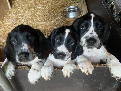 Springer Spaniel puppies for sale in Limerick