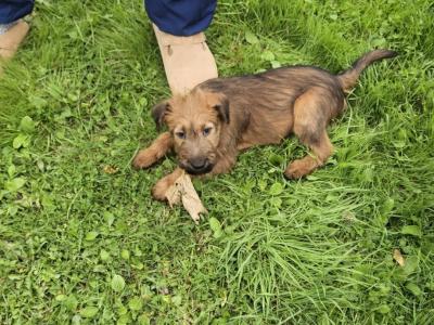 IKC Registered male Irish Terrier puppies in Cork