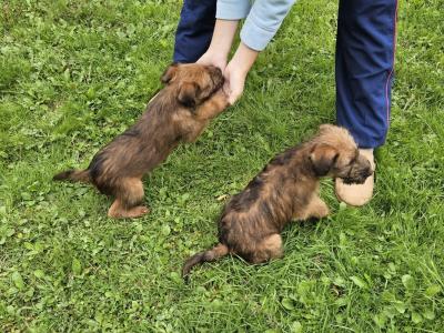 IKC Registered male Irish Terrier puppies in Cork