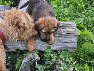 IKC Registered male Irish Terrier puppies in Cork