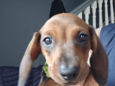 IKC Registered Miniature Smooth Dachshund puppies in Kildare