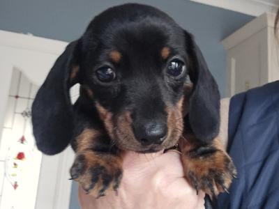 IKC Registered Miniature Smooth Dachshund puppies in Kildare