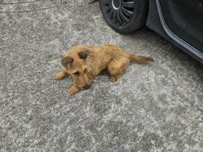 IKC Registered male Irish Terrier puppies in Cork