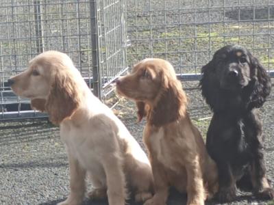 Cocker Spaniel puppies in Kilkenny