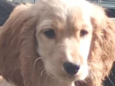 Cocker Spaniel puppies in Kilkenny