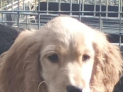 Cocker Spaniel puppies in Kilkenny