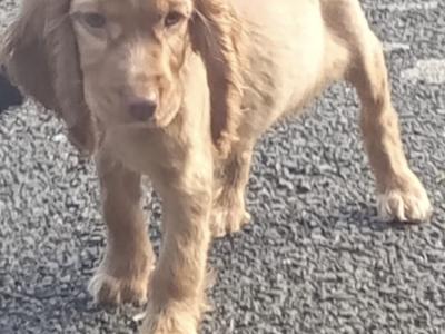 Cocker Spaniel puppies in Kilkenny