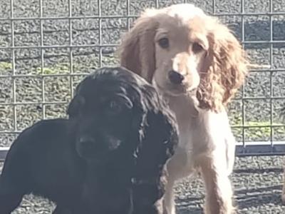 Cocker Spaniel puppies in Kilkenny