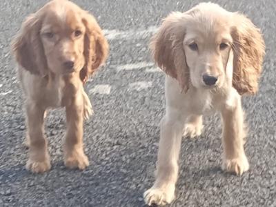 Cocker Spaniel puppies in Kilkenny