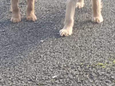 Cocker Spaniel puppies in Kilkenny