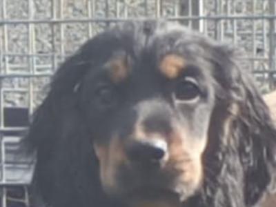 Cocker Spaniel puppies in Kilkenny