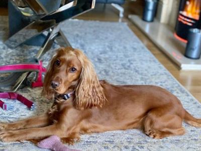 Male Cocker Spaniel puppy in Monaghan looking for His Forever home