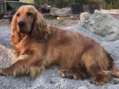 Male Cocker Spaniel puppy in Monaghan looking for His Forever home