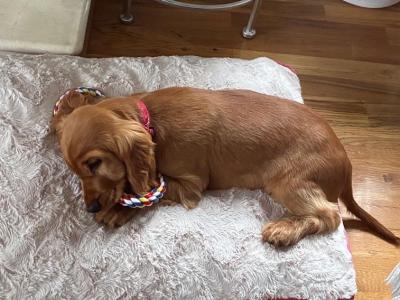 Male Cocker Spaniel puppy in Monaghan looking for His Forever home