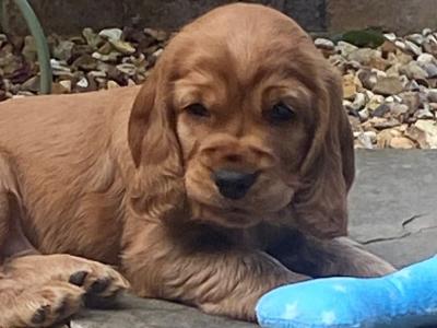 Male Cocker Spaniel puppy in Monaghan looking for His Forever home