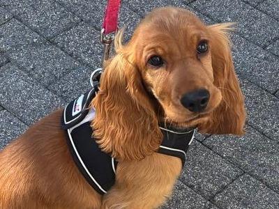 Male Cocker Spaniel puppy in Monaghan looking for His Forever home